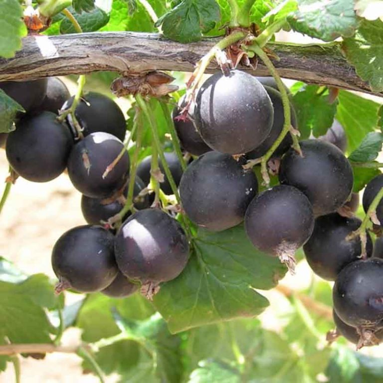 Serbento ir agrasto hibridas “Jošta” - Šilagalio Medelynas