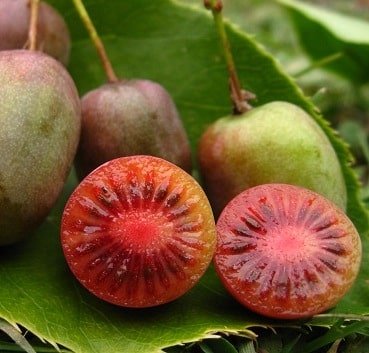 actinidia-arguta-kens-red-kiwi-plant-female-red-flesh