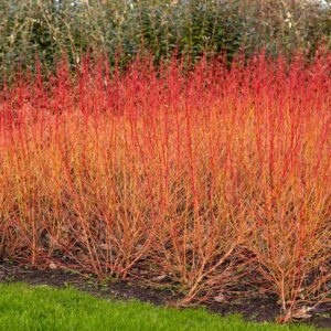 Sedula raudonoji “Midwinter fire”
